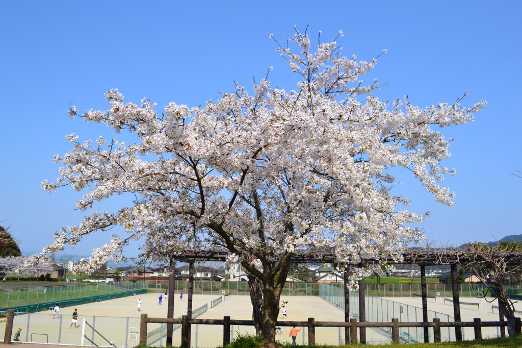 可愛らしい桜の木