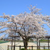 可愛らしい桜の木
