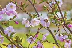 桜か桃か、はたまた擬似桜…？