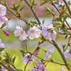 桜か桃か、はたまた擬似桜…？