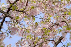 大 漁 桜