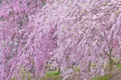 雪崩桜