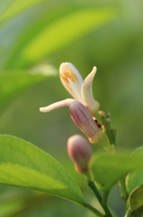 檸檬の花も～♪