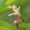 檸檬の花も～♪