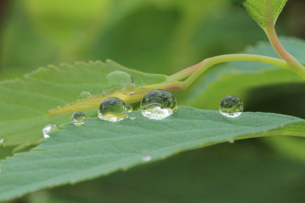 雨のおとしもの
