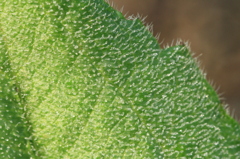 朝の砂糖菓子