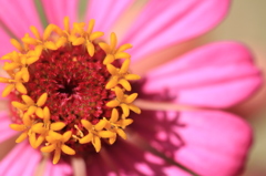 花の中の花