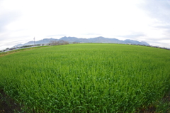 麦畑と鈴鹿山脈