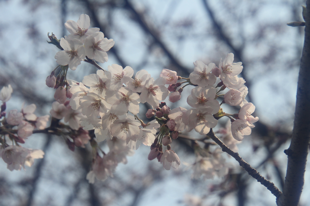 桜は五分咲き