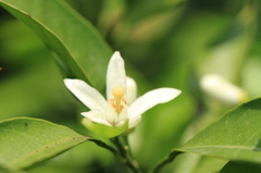 ミカンの花が～♪