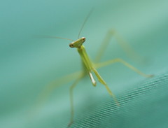 威嚇してるんだぞ～