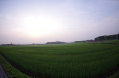 麦畑の朝