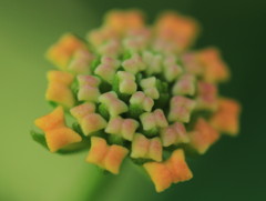 リボンの花束