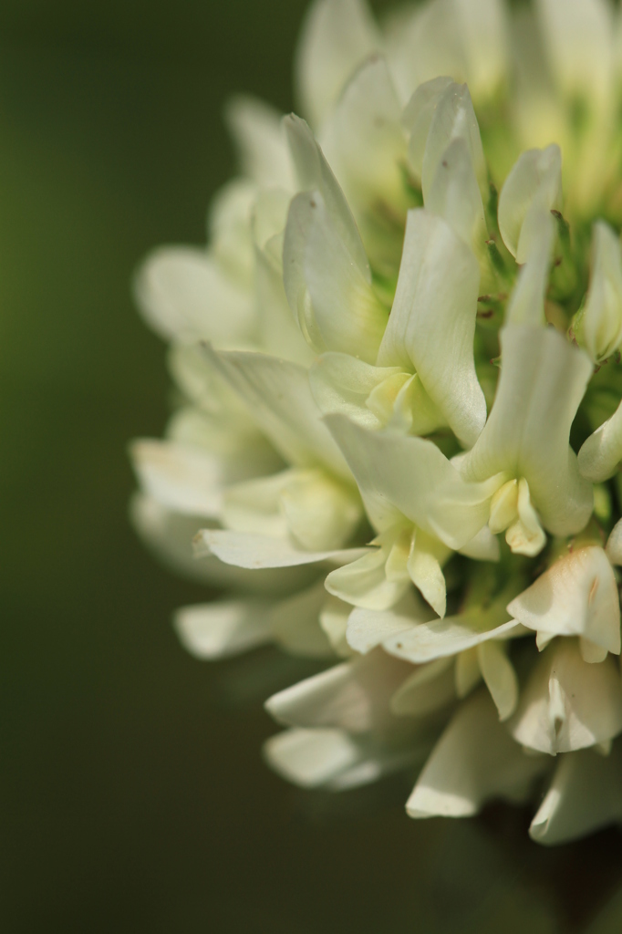 ちいさなはなたば