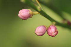檸檬の蕾