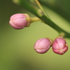 檸檬の蕾