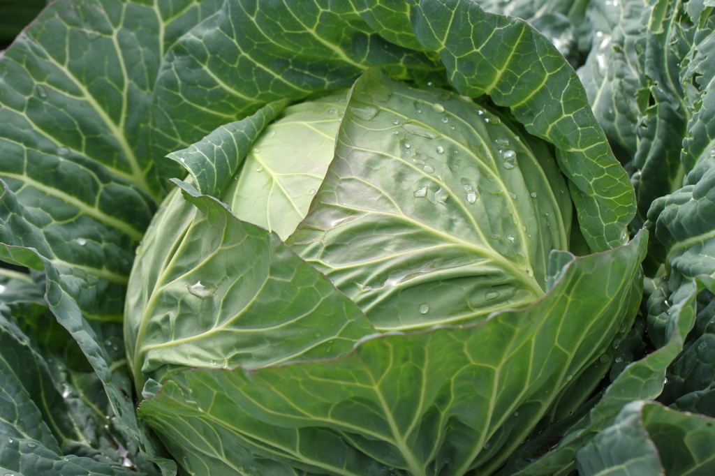 野菜シリーズ1
