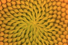 模様