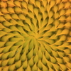 模様