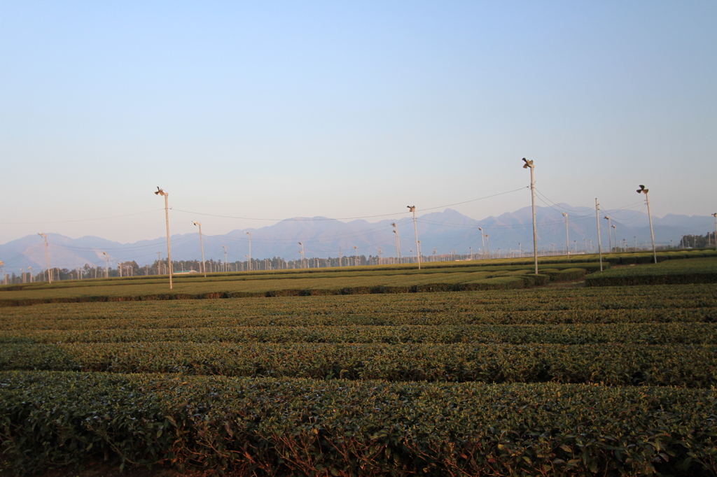 鈴鹿山脈と茶畑