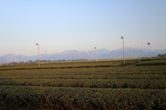 鈴鹿山脈と茶畑