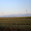 鈴鹿山脈と茶畑