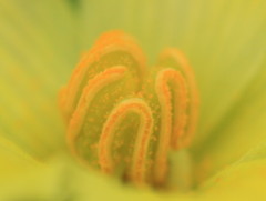 雄花は咲いたが雌花はまだかいな～