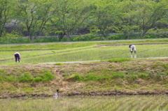田植えの風景