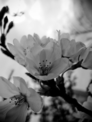 いつかの桜