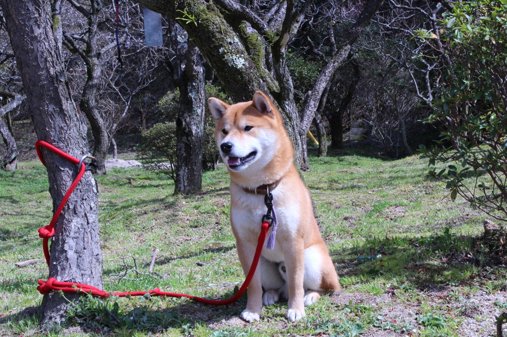 やさしいよ