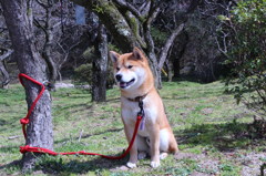 やさしいよ