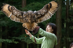 富士花鳥園　ふくろう2