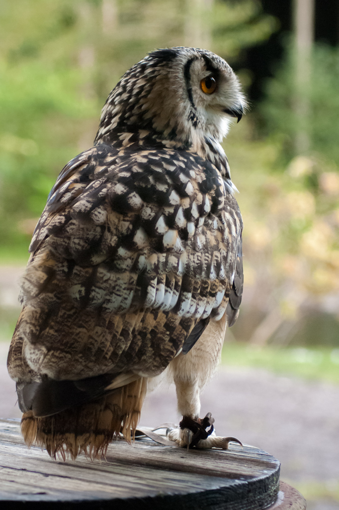 富士花鳥園　ふくろう3