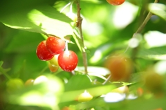 Cherry