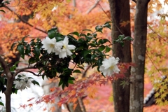 紅白