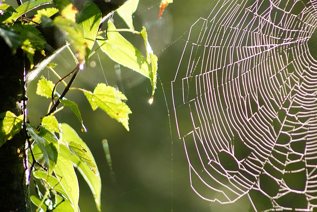 蜘蛛の巣