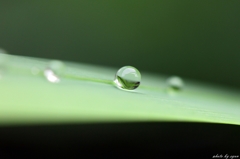 雨露
