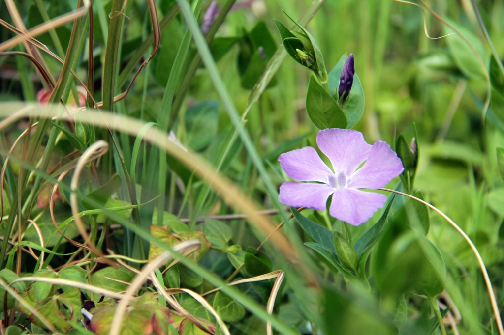 ツルニチニチソウ