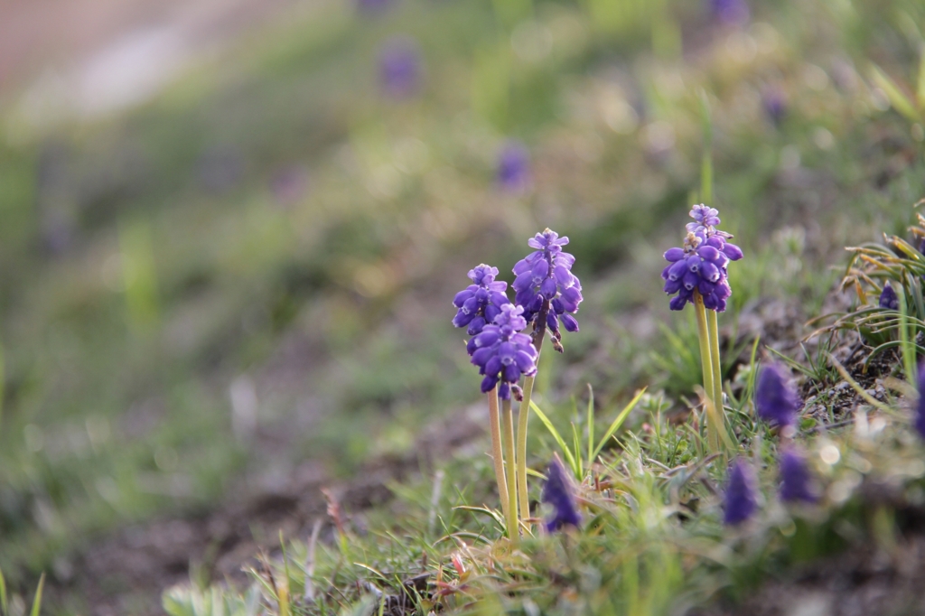 ブドウヒアシンス