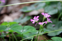 Oxalis corymbosa