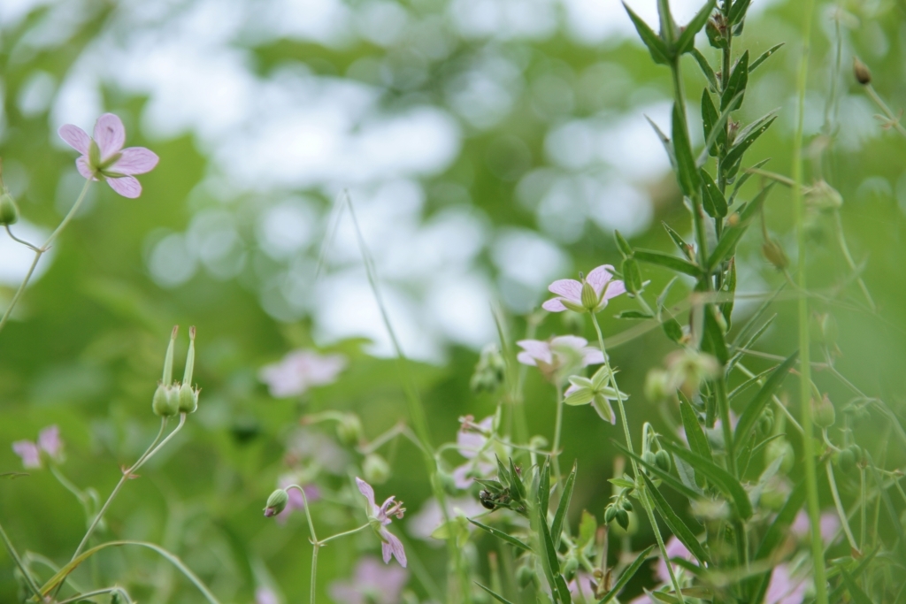 ビッチュウフウロ