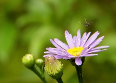 A mosquito is flying　！！