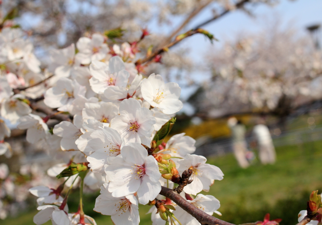 公園の桜