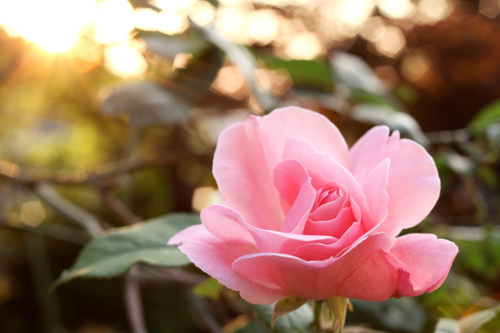 夕暮れの薔薇