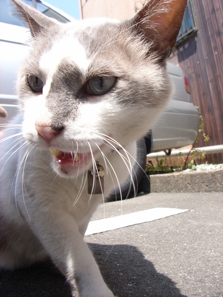 向かってくるライチ君