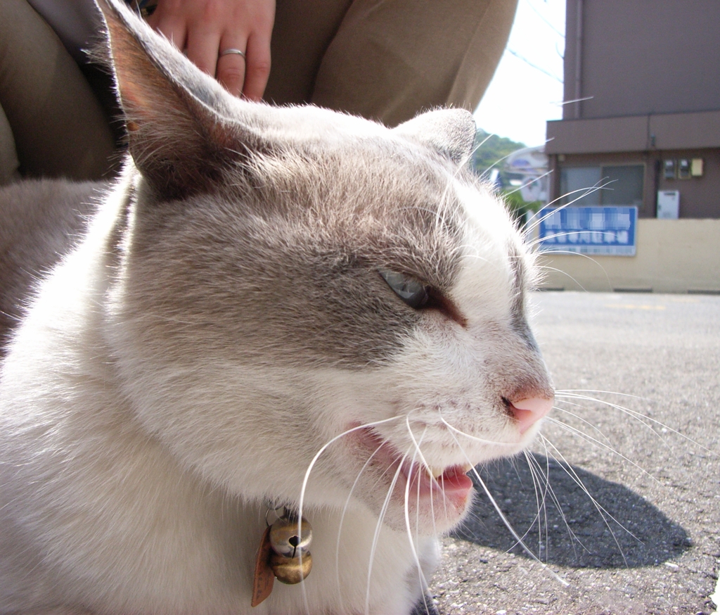 駐車場のライチ君