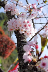桜の花再び