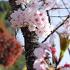 桜の花再び