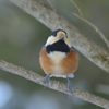 野山の鳥