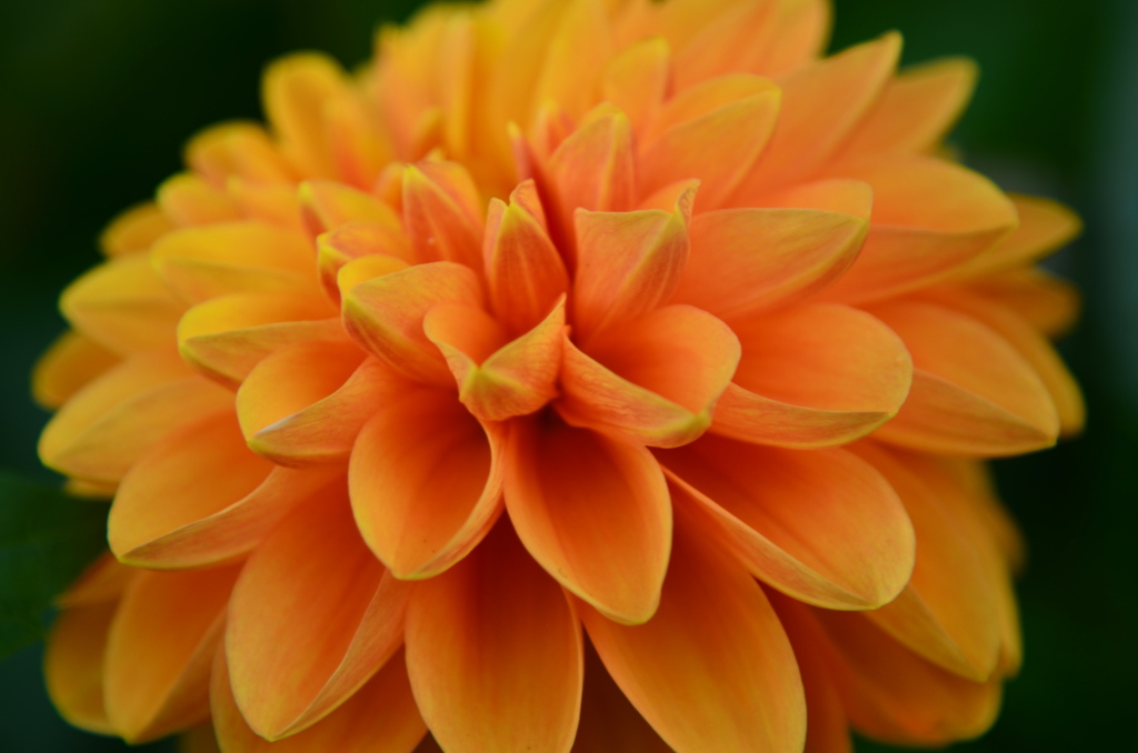 Dahlia